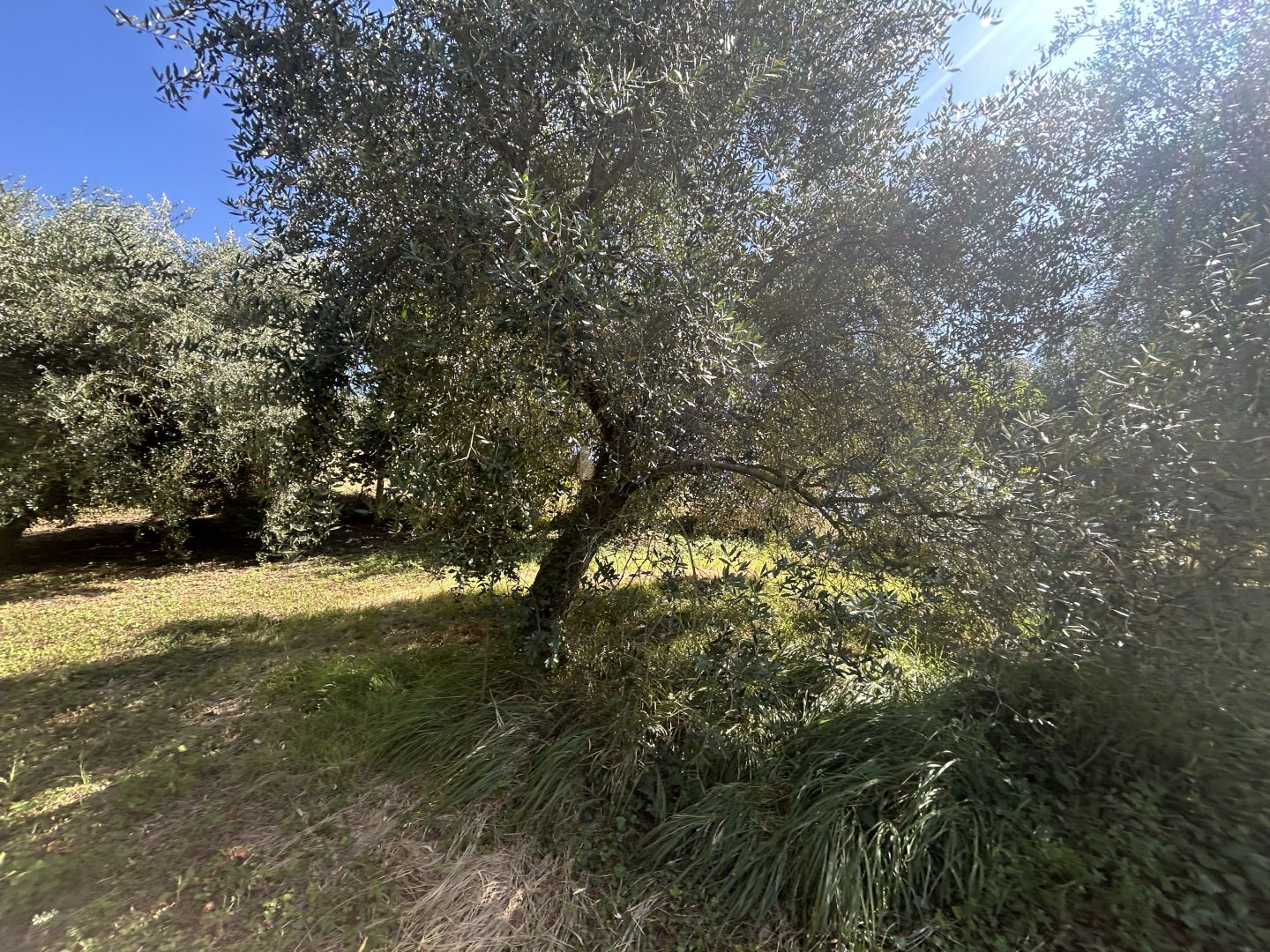 Anteprima immagine 7